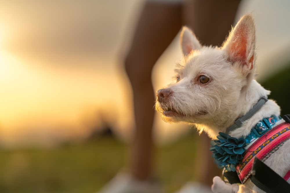Dog walking in the park at sunset, wearing a collar with a flower on it