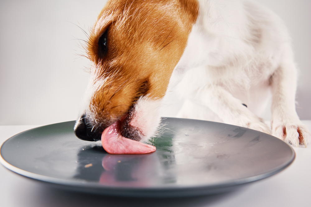 Hungry dog licks empty plate with tongue