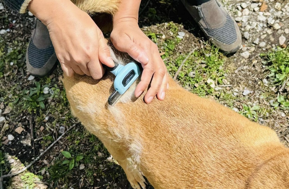 Jelly getting brushed outside