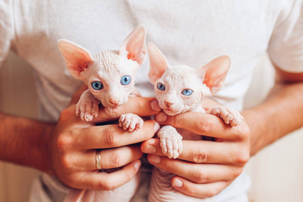 Man holding two Canadian sphynx kittens with blue eyes