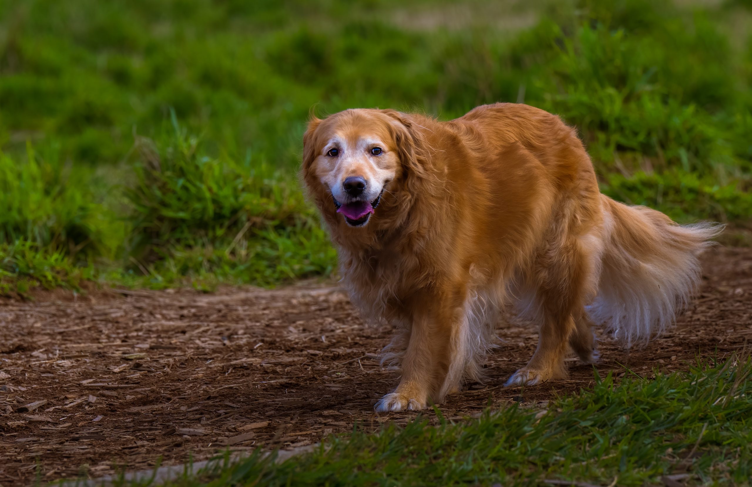 Old senior golden retriever walking over a grass field