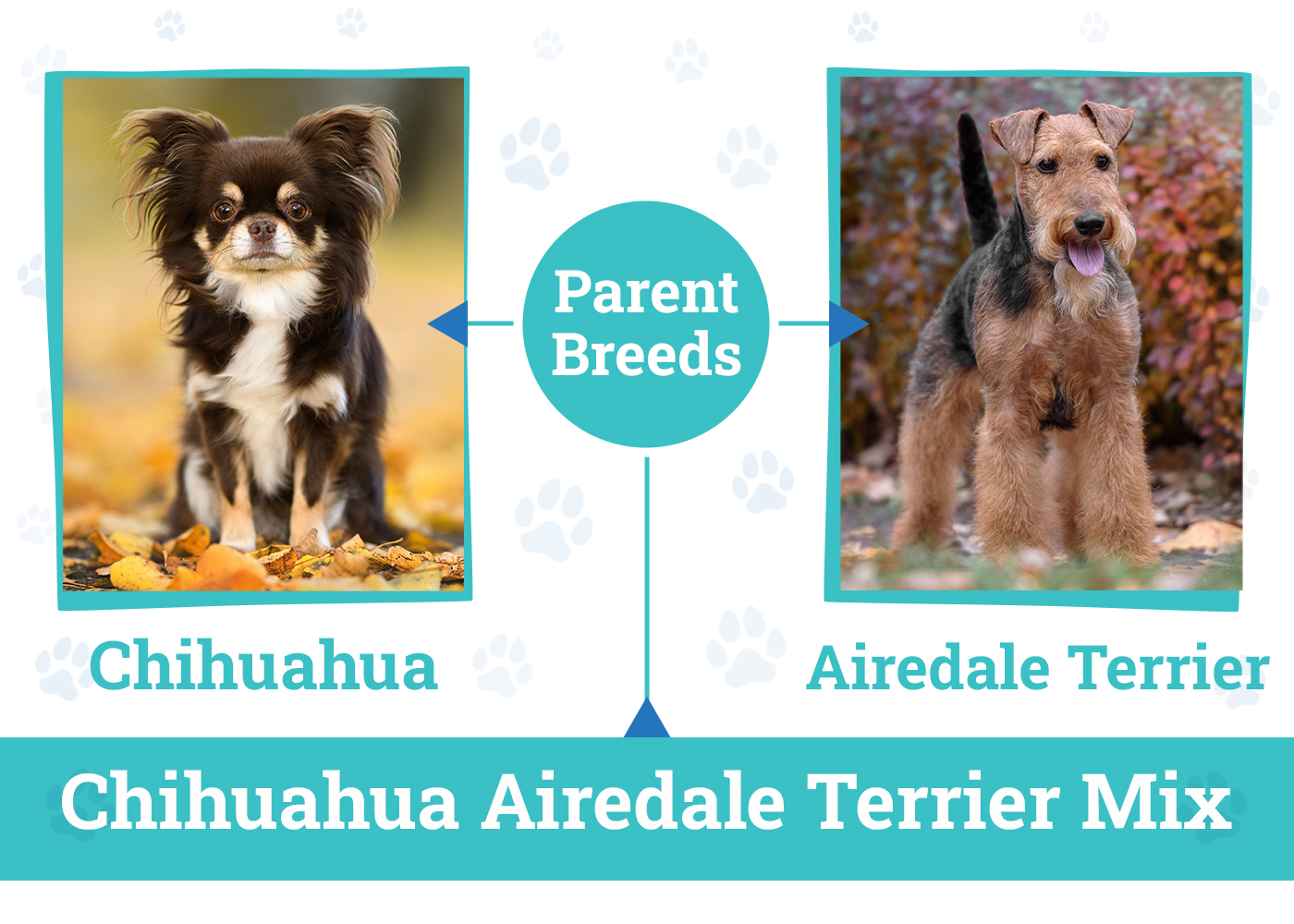 Parent Breeds of the Chihuahua Airedale Terrier Mix