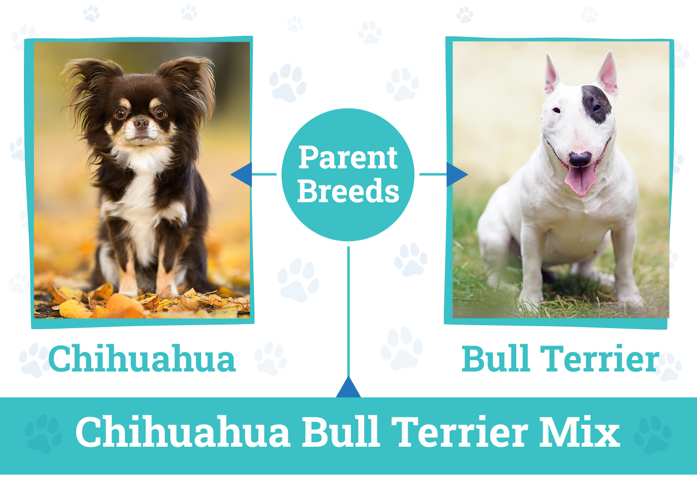 Parent Breeds of the Chihuahua Bull Terrier Mix