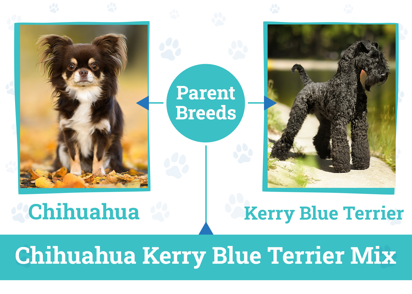 Parent Breeds of the Chihuahua Kerry Blue Terrier Mix