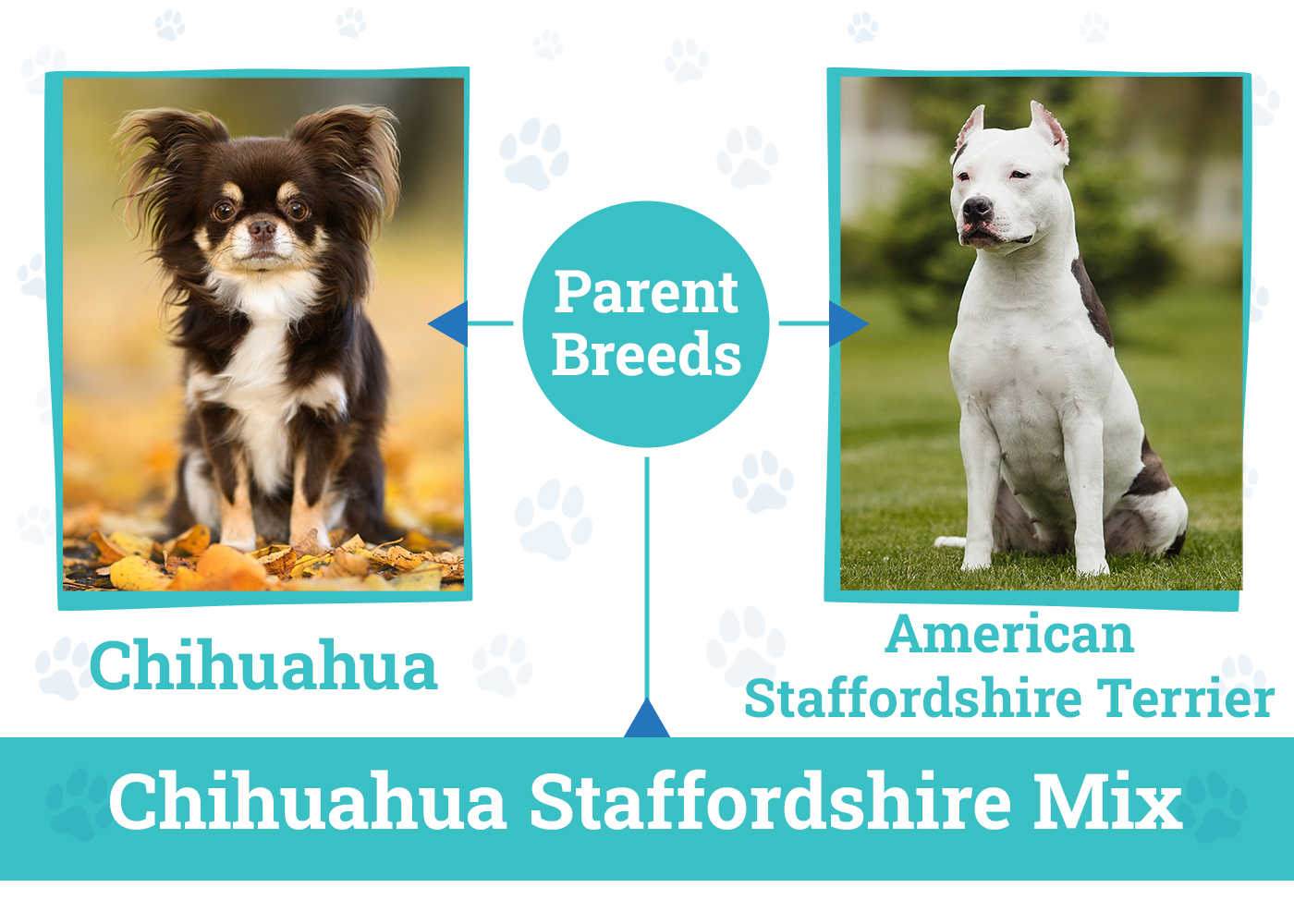 Parent Breeds of the Chihuahua Staffordshire Mix