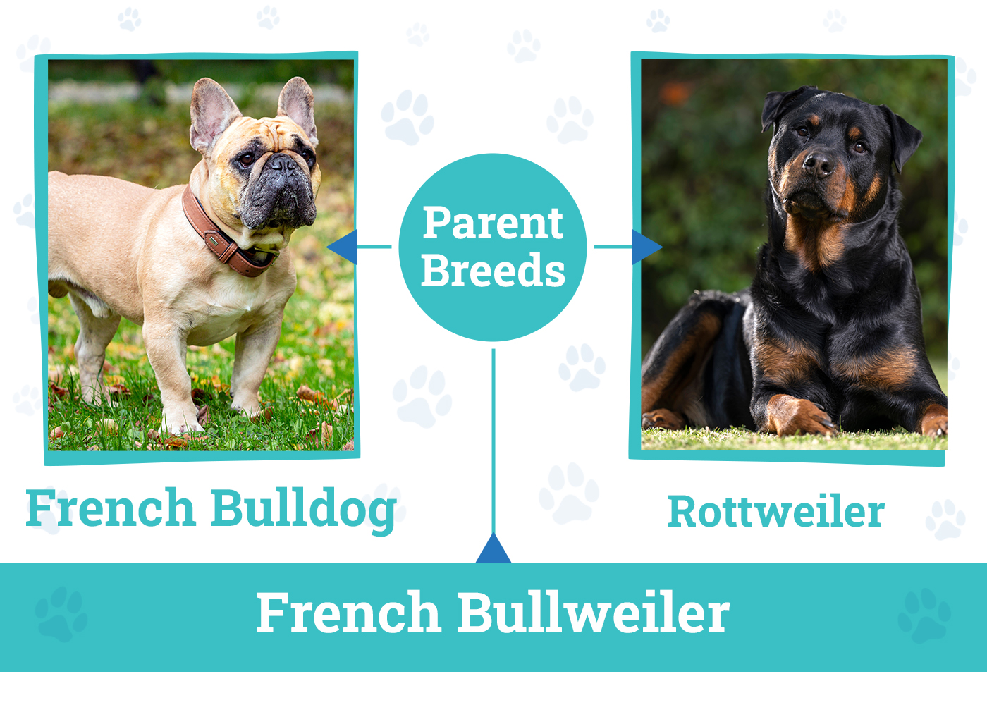 Parent Breeds of the French Bullweiler