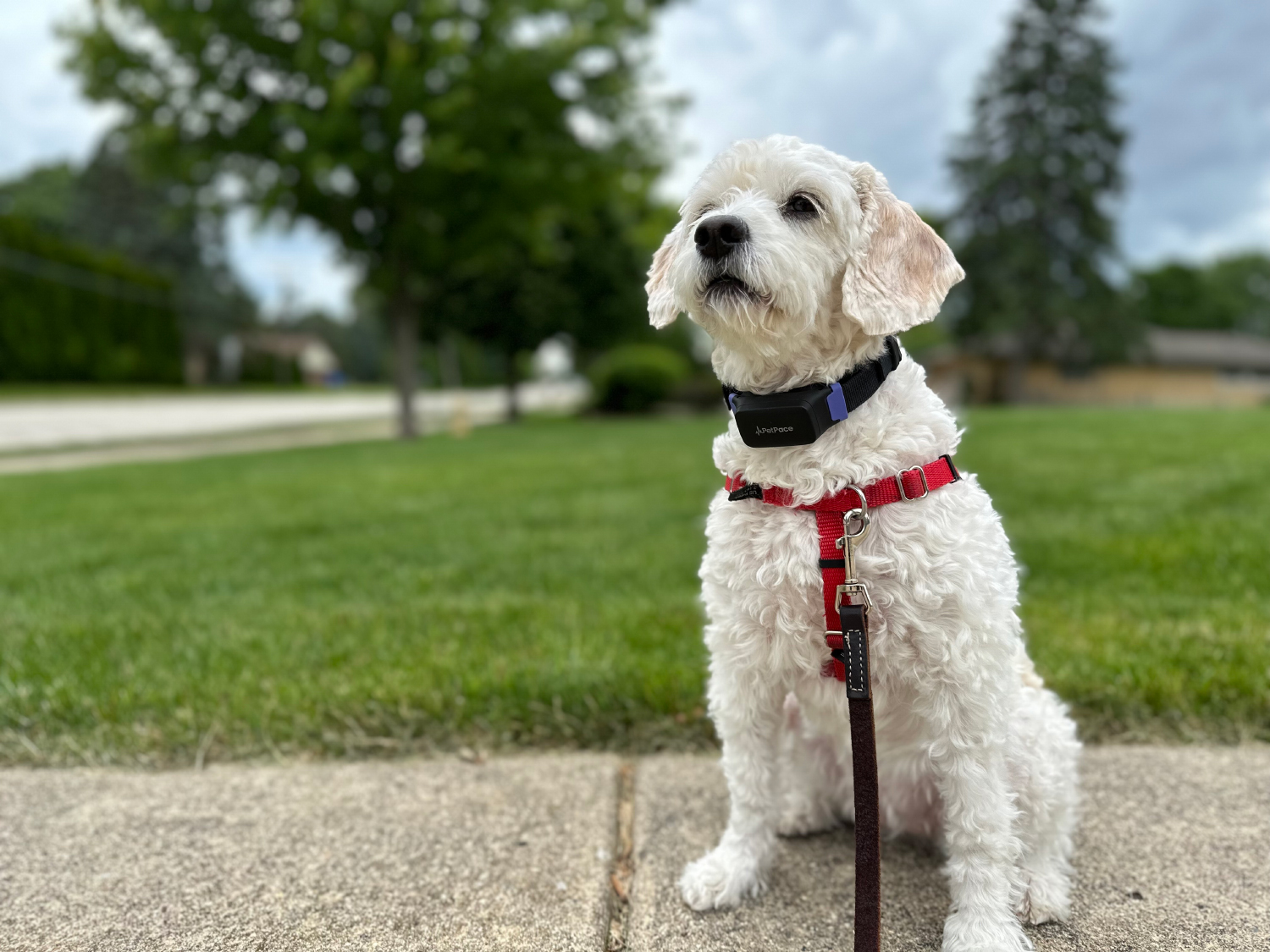 PetPace 2.0 Smart Collar - nora wearing the product outdoor