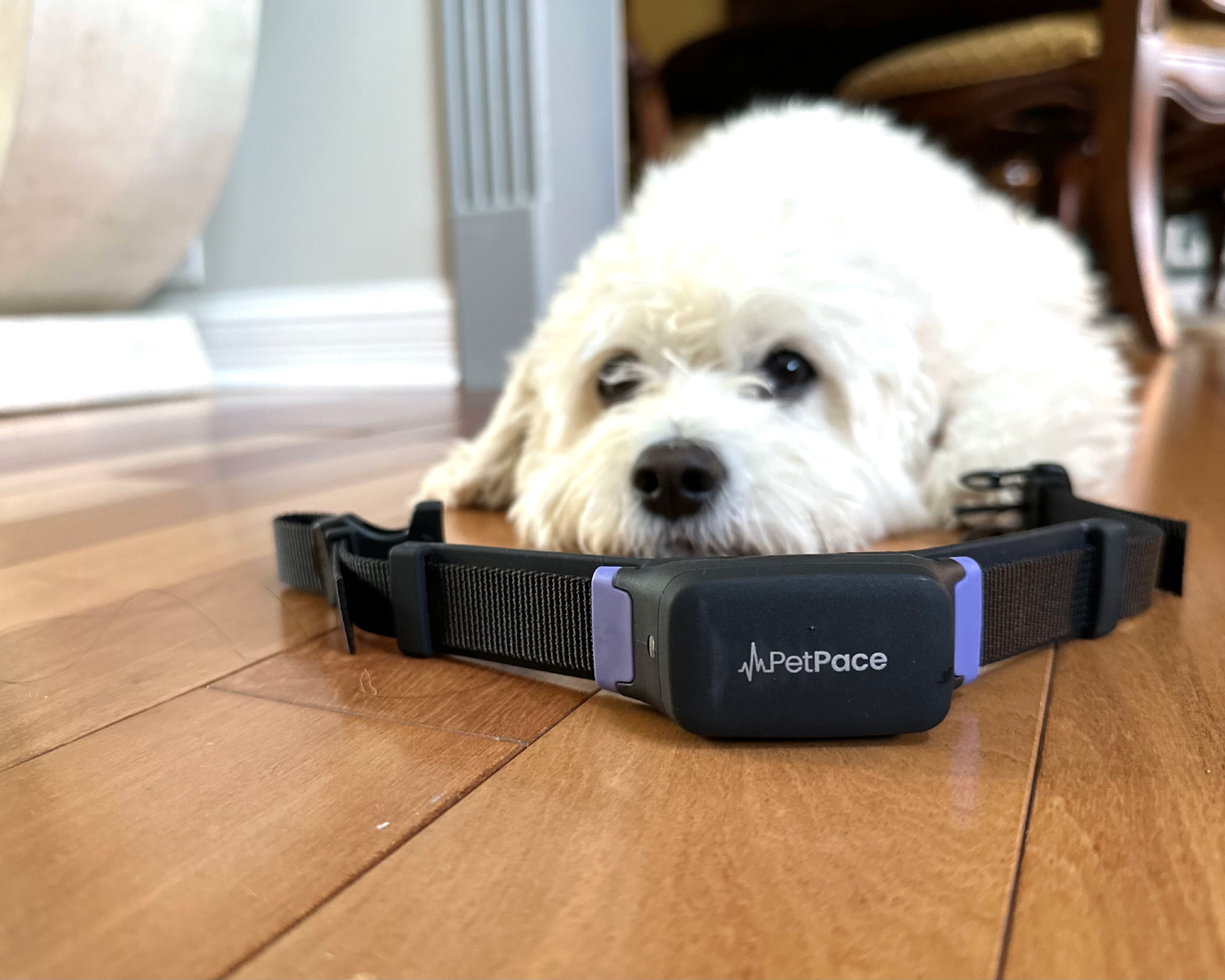 PetPace Smart Dog Collar - nora lying behind the product