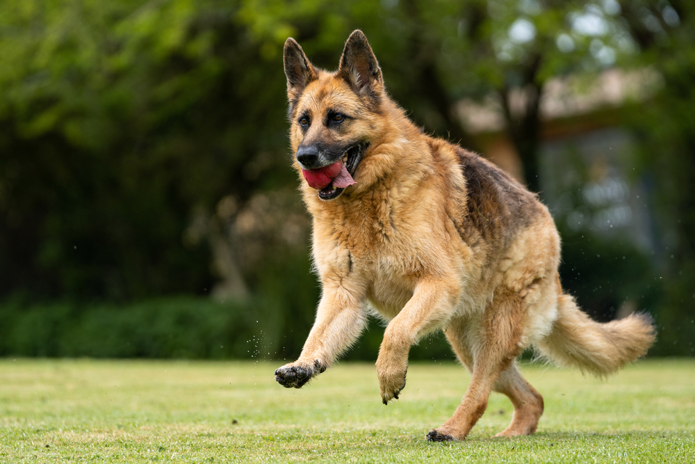 Playful senior German shepherd dog playing in the grass