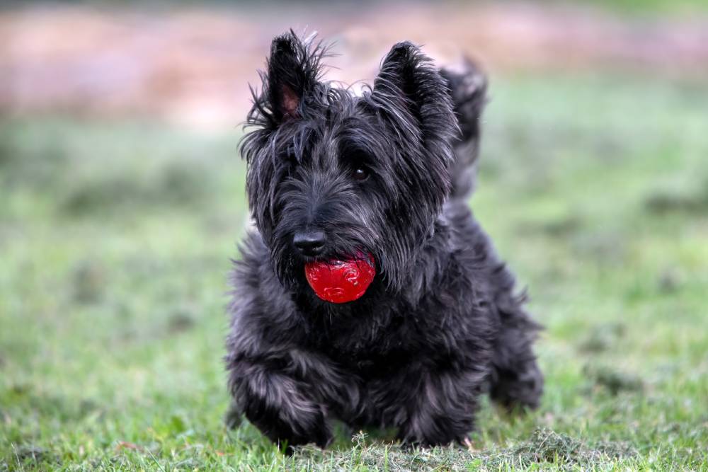 Scottish Terrier playing with a bright red ball