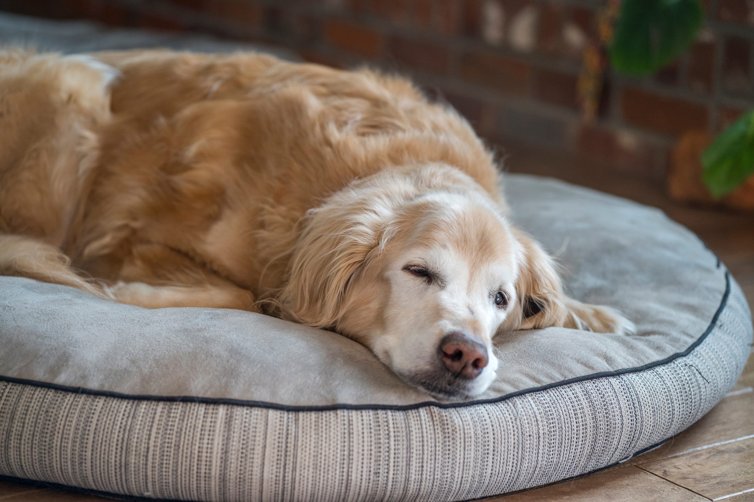 Senior Golden Retriever dog resting on a bed