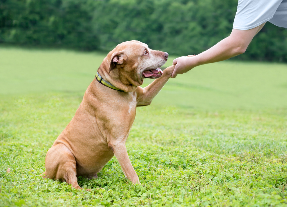 Senior Retriever Terrier mix shaking owner's hand