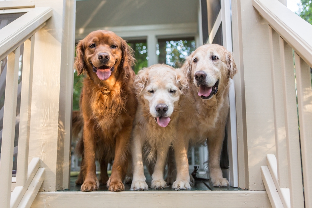 Three Golden Retriever Dogs stand in the door on the porch ready to go play outside