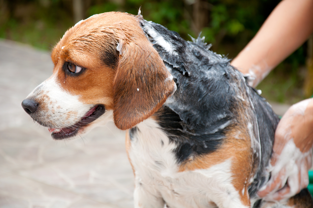 beagle dog getting a bath