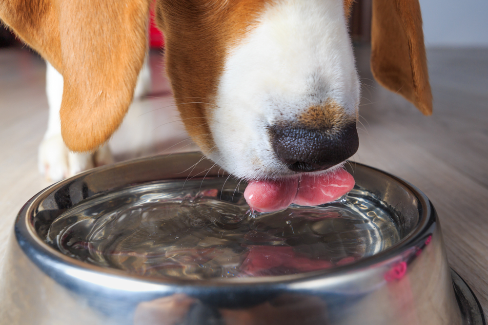 beagle drinking water from bowl