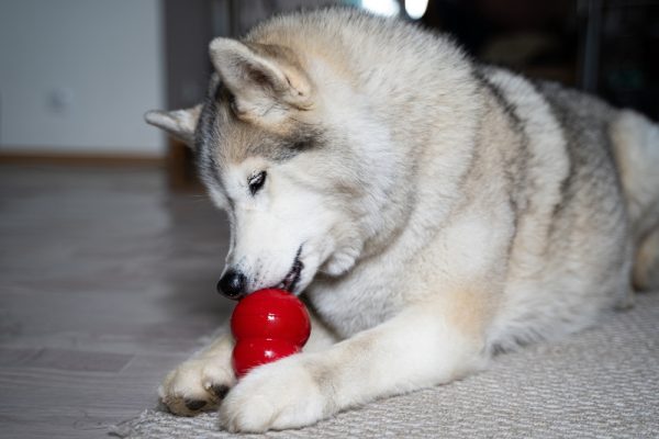 beige fawn husky with multi-colored blue eyes lies on the carpet and chews a red KONG toy