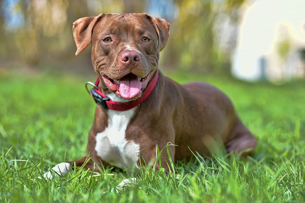 brown pitbull dog lying in the grass