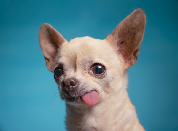 chihuahua with his tongue hanging out