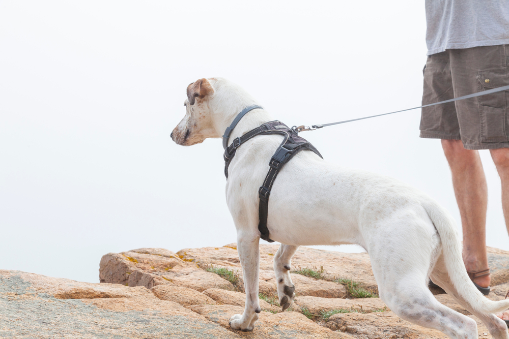 dog hiking outdoors wearing a leash