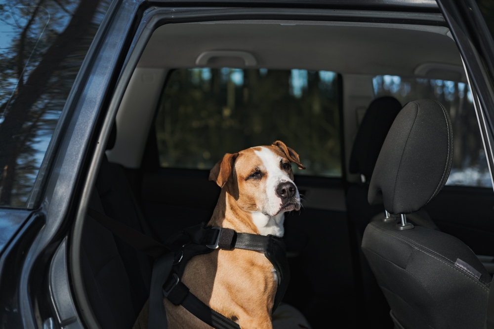 In What States is It Illegal to Leave a Dog in the Car? Know Now!