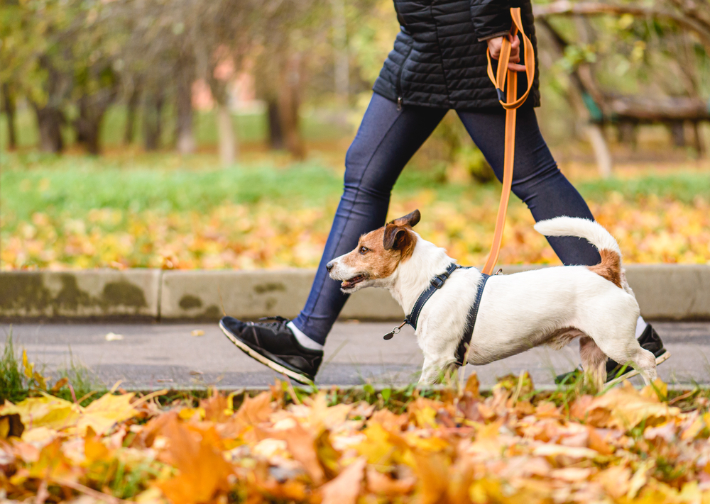 dog walking on loose leash next to owner in autumn park