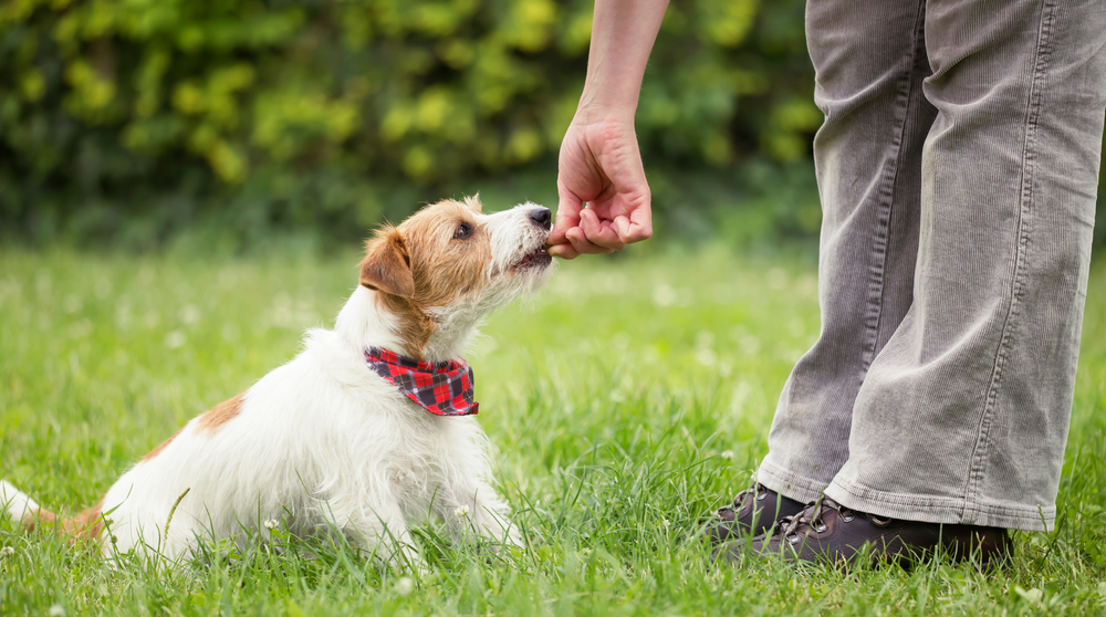 cachorro jack russell terrier recebendo uma guloseima