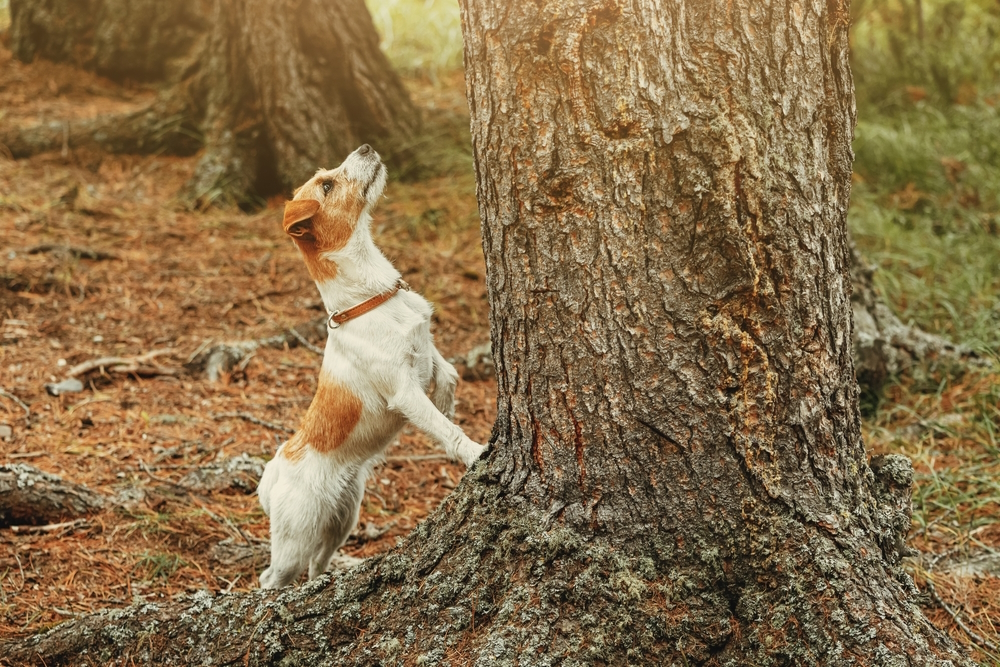 jack-russel-terrier-dog-stand-near-a-tree