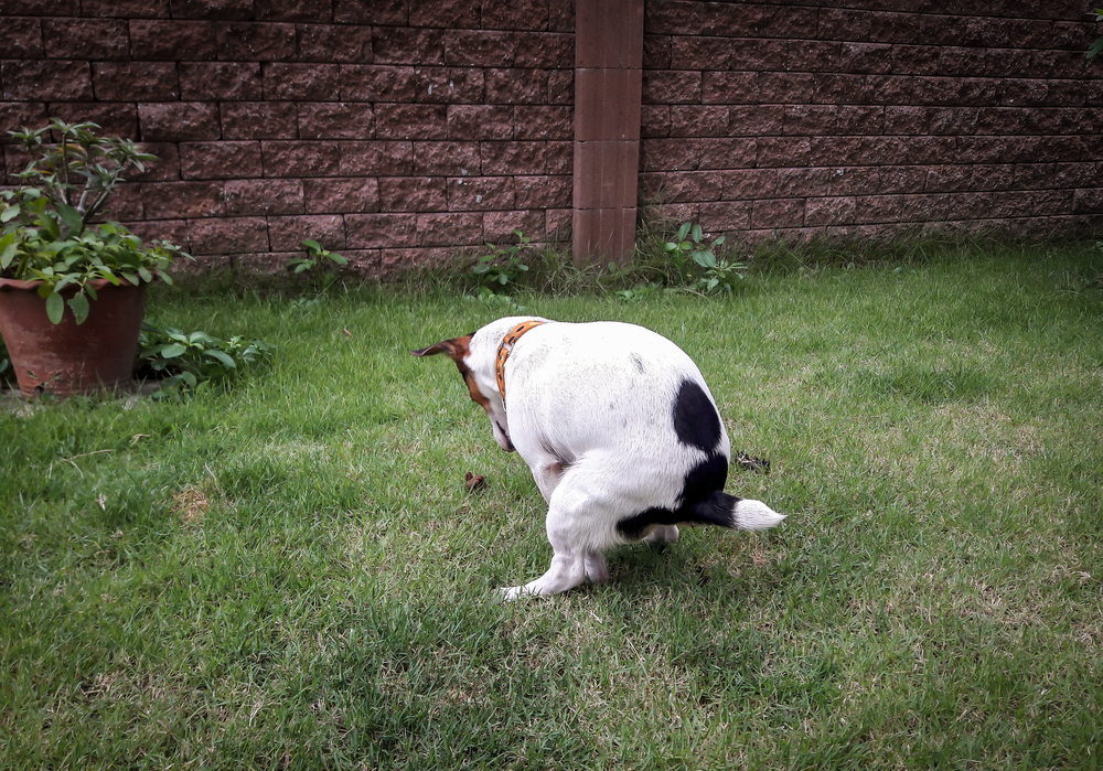 jack russell terrier dog pooping outdoors