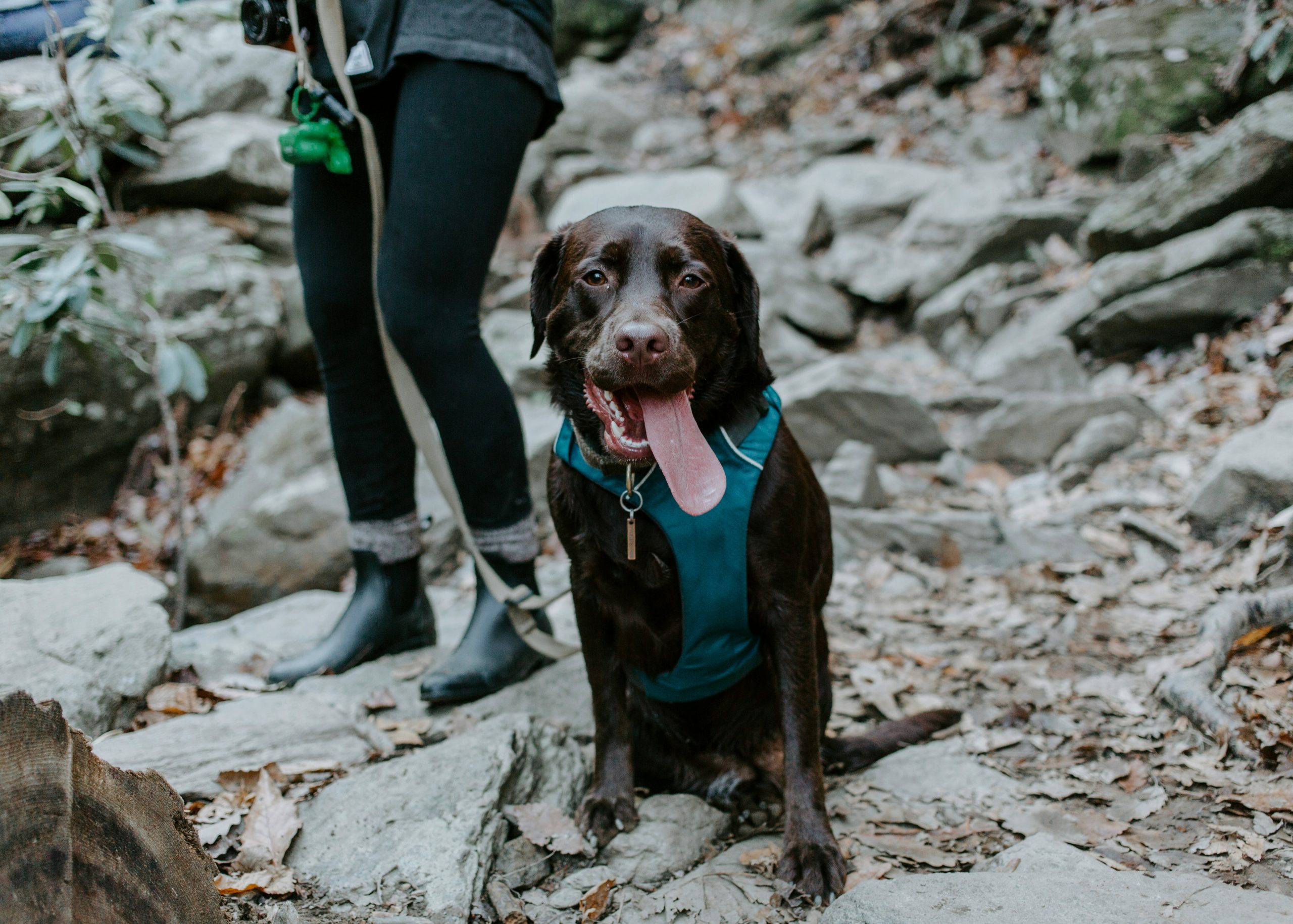 labrador with owner hiking outdoors