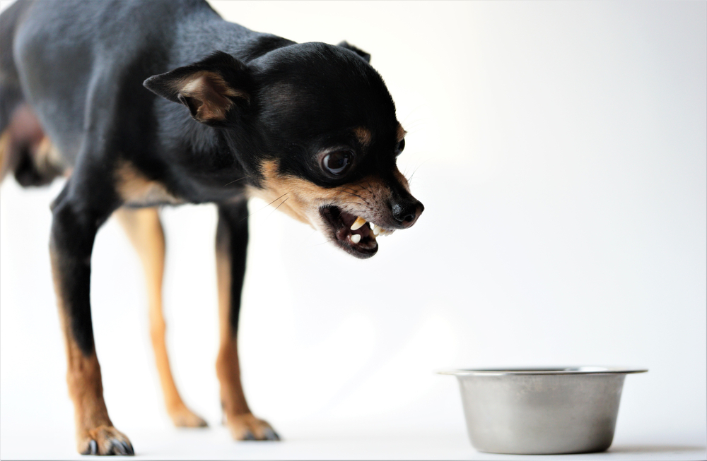 little dog growling and guarding its food