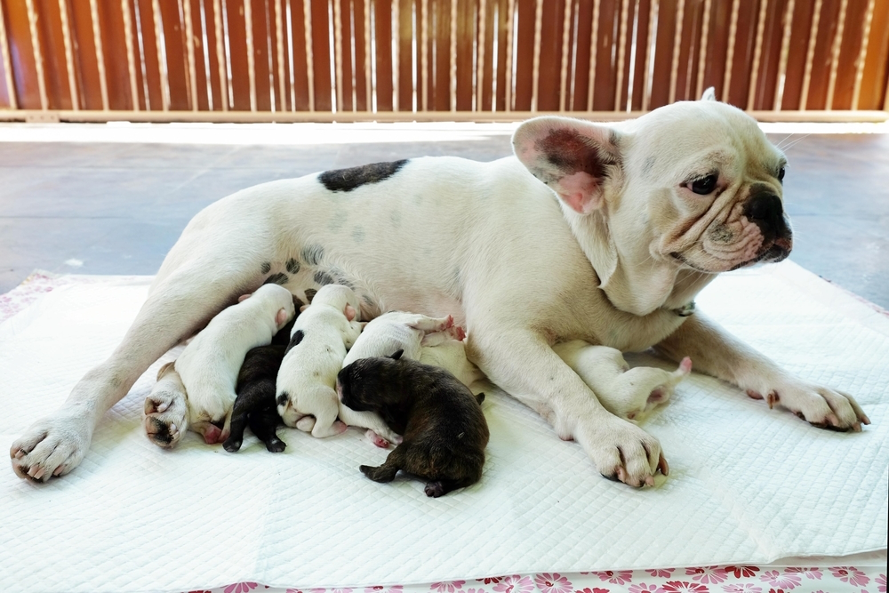 mother-dog-feeding-her-puppies