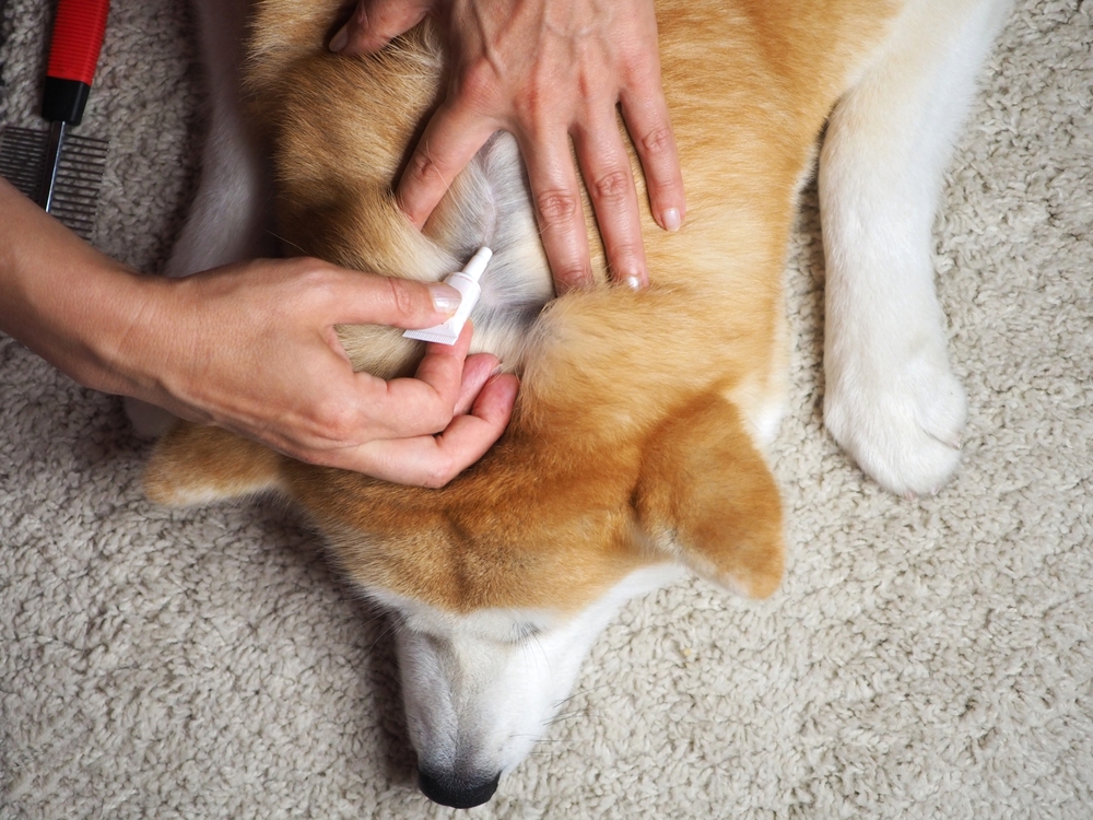 owner applying flea and tick medicine to a dog