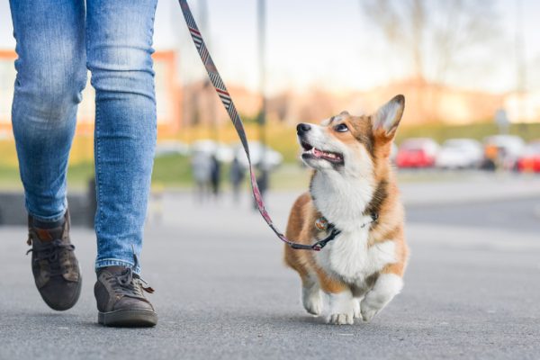 pembroke welsh corgi dog walking with owner