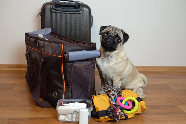 pug sitting near packed things and a carrier