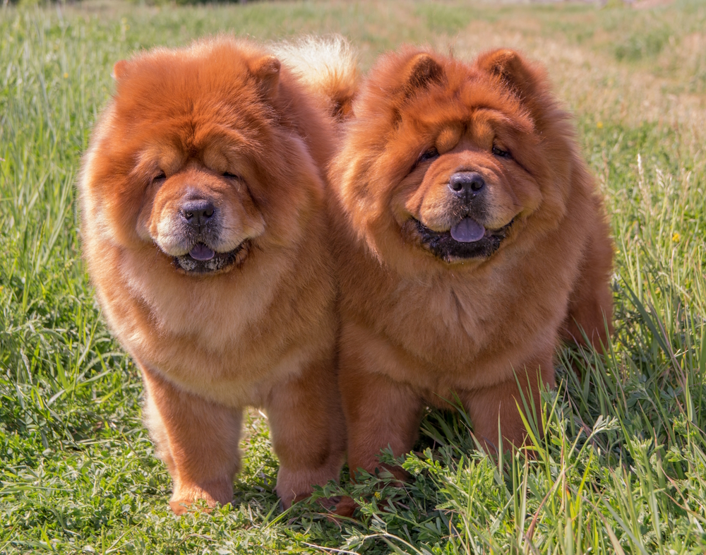 two-chow-chow-dog-standing-in-the-grass