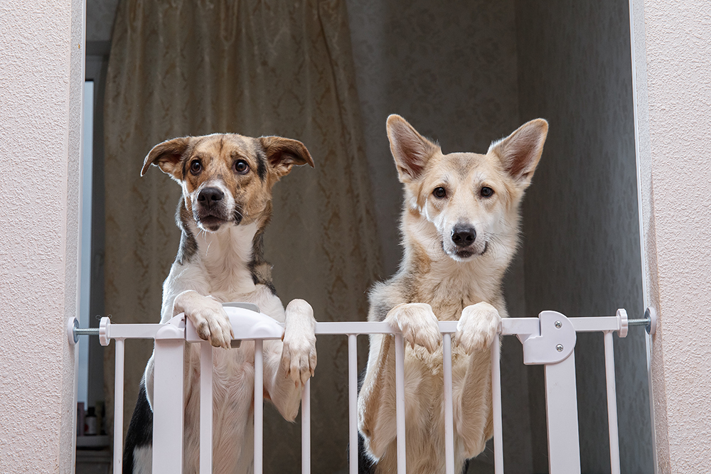 two dogs curiously standing behind the pet gate