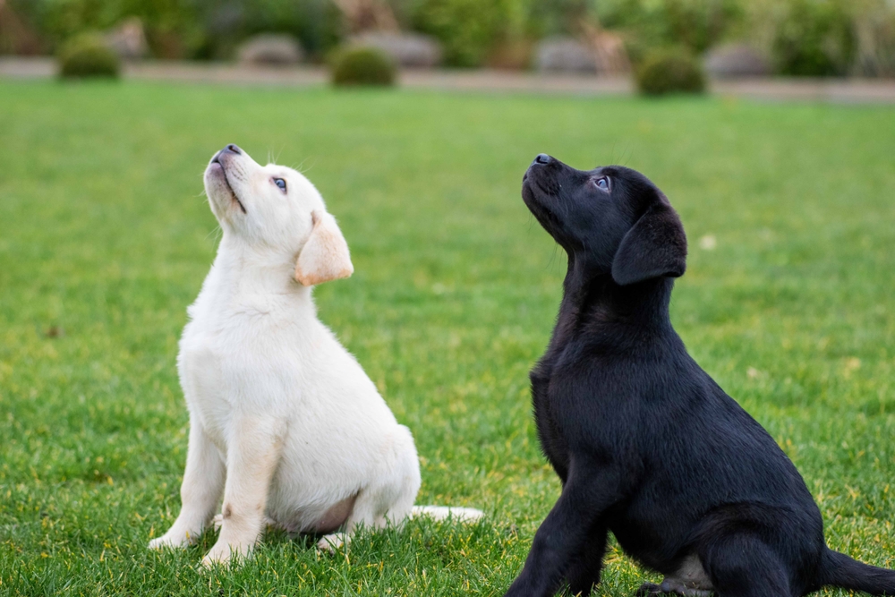 dois cachorrinhos sentados na grama