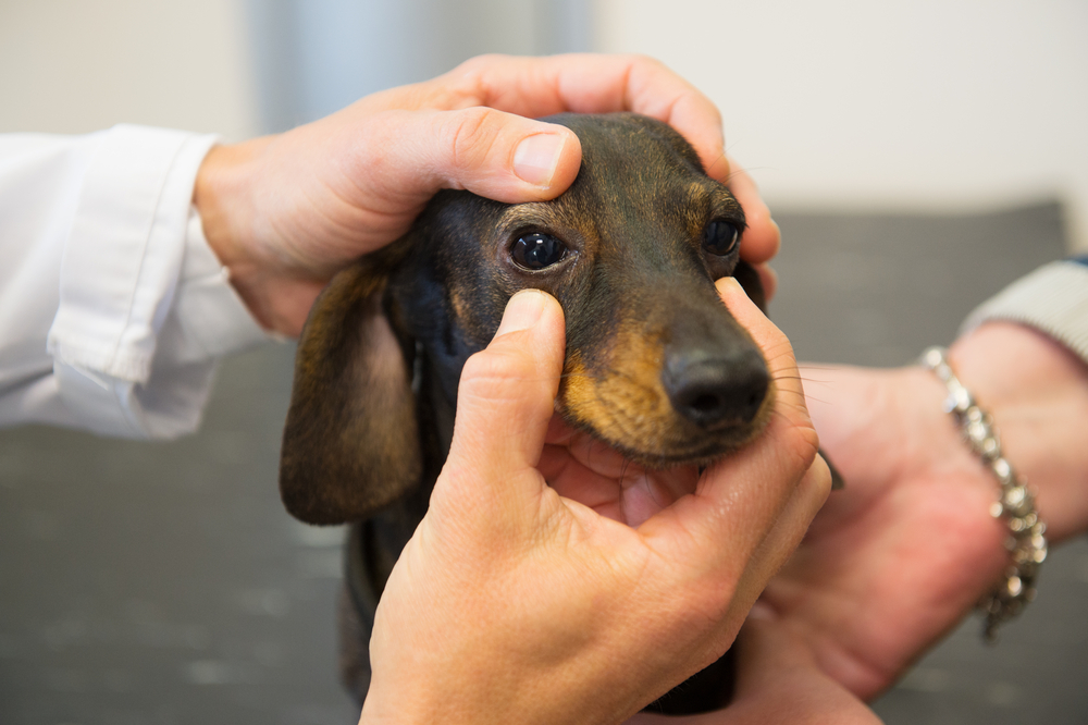 vet checking the eyes of little dog