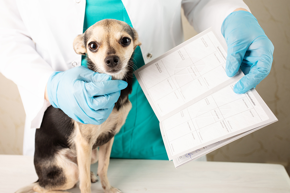 veterinarian showing medical records of the dog