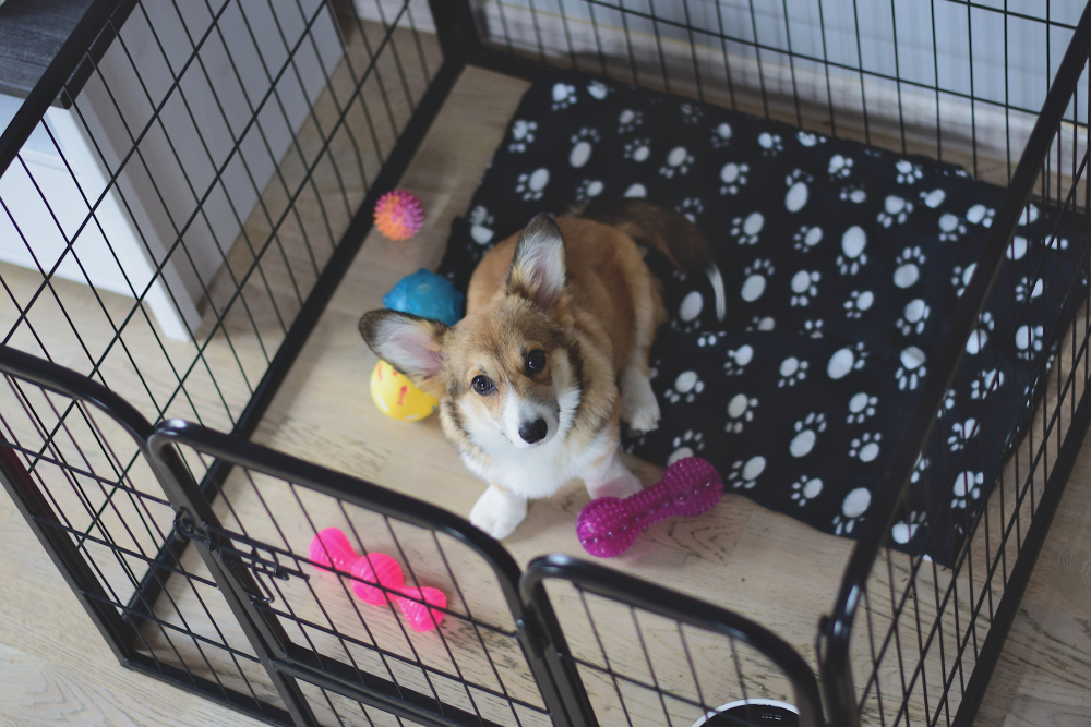 welsh corgi puppy in a crate during a crate training