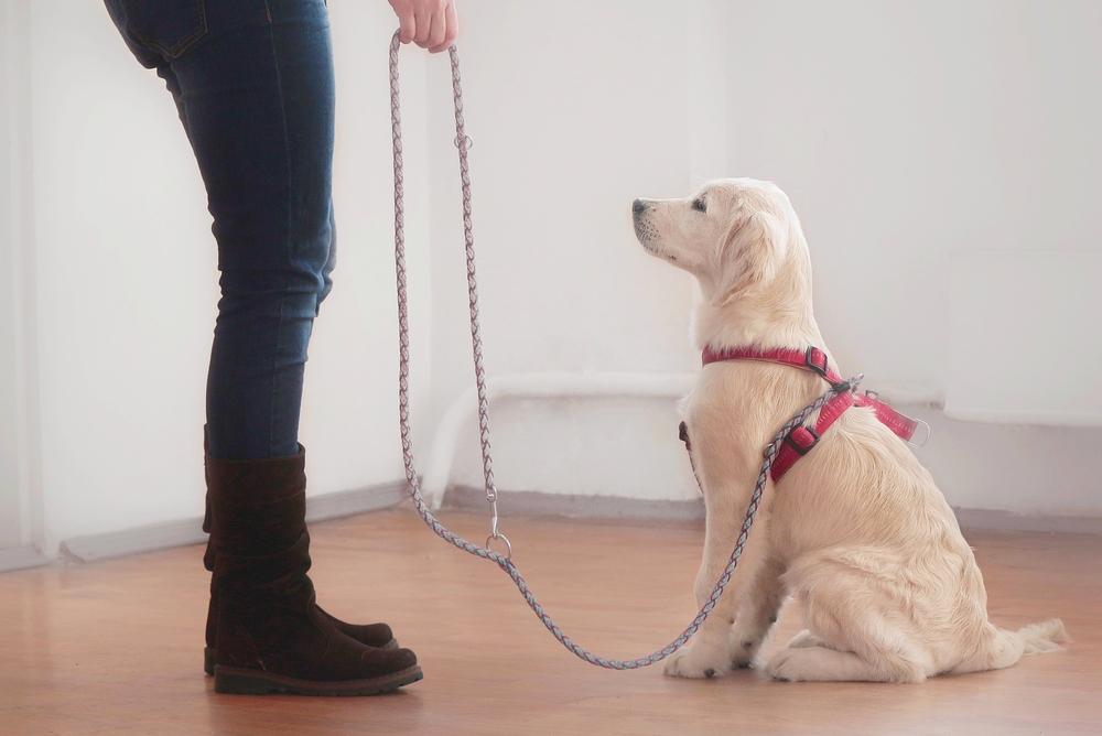 woman holding the leash of her golden retriever puppy