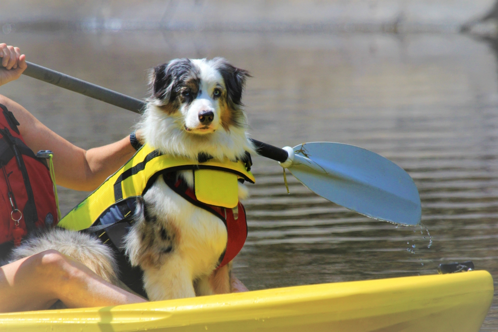 woman-kayaking-with-her-dog