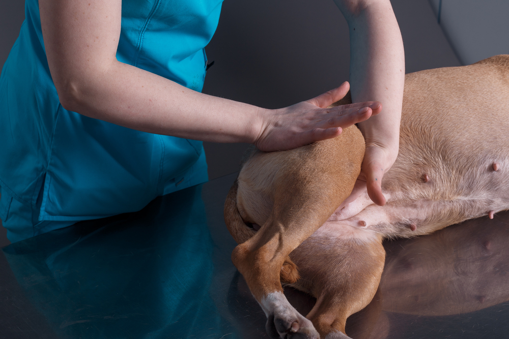 woman massaging dog