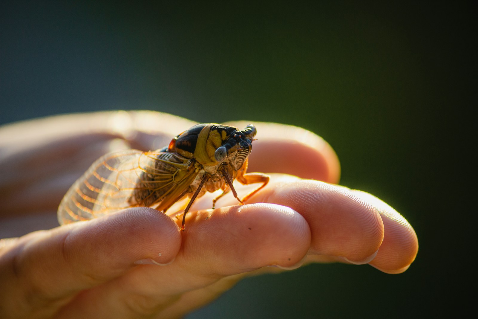 Cicada insect on persons hand