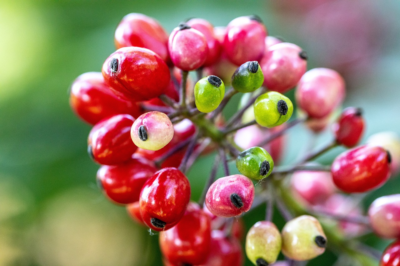 baneberry, frutas, planta