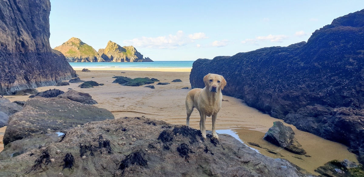 Bailey LOVES the beach.