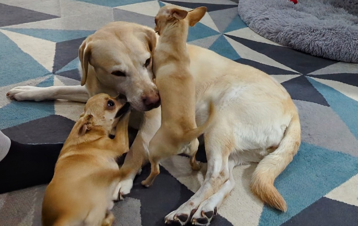 Bailey enjoys playing with the younger dogs, but sometimes they can be a bit much!