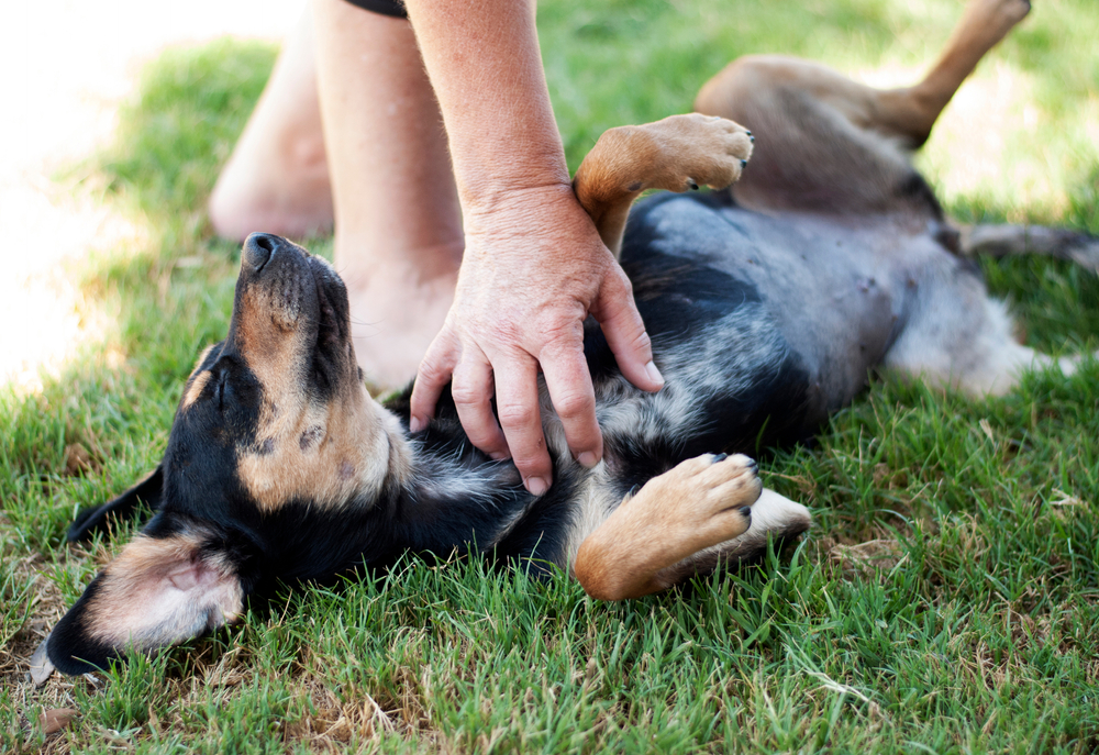 Beagle dog lying in grass and getting chest scratch