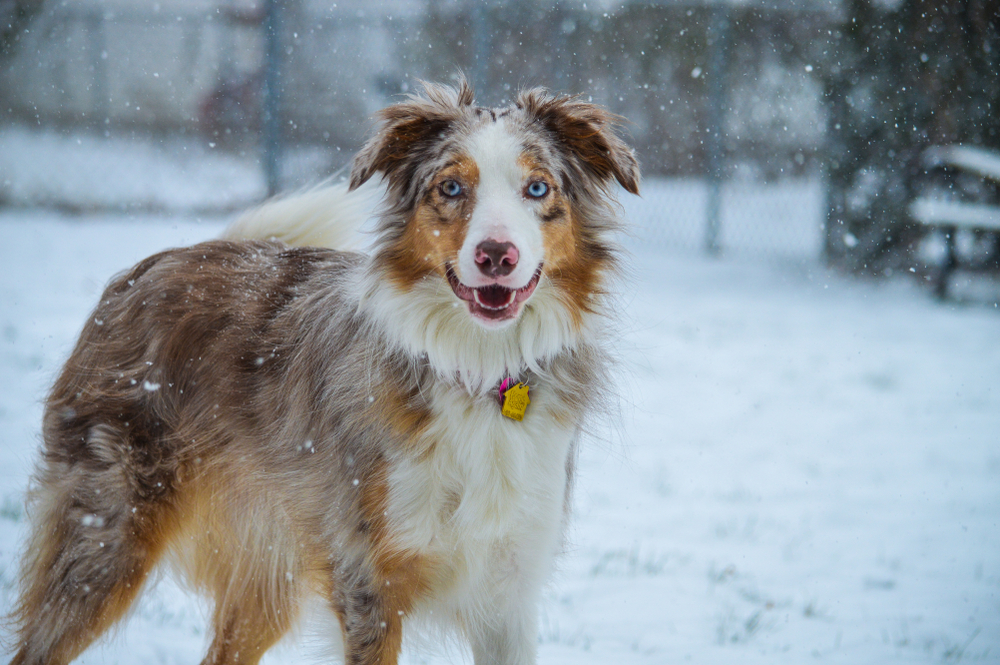 Border Collie Australian Shepard dog mix playing in the snow