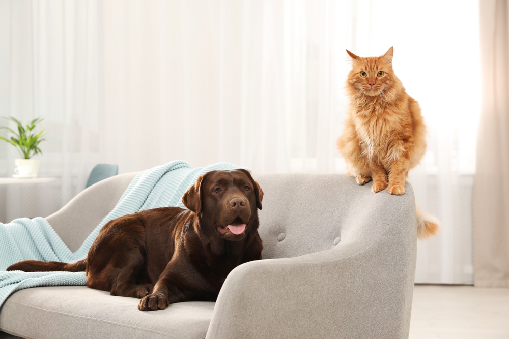 Cat-and-dog-together-on-sofa
